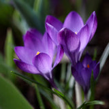 Snökrokus 'Ruby Giant'
