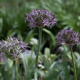 Stäpplök 'Albopilosum'