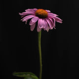 Solhatt 'Magnus'