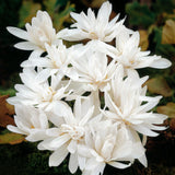 Tidlösa 'Alba plenum'