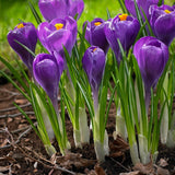 Krokus 'Remembrance'