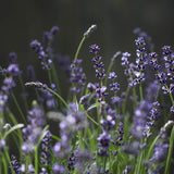 Lavendel 'Hidcote'