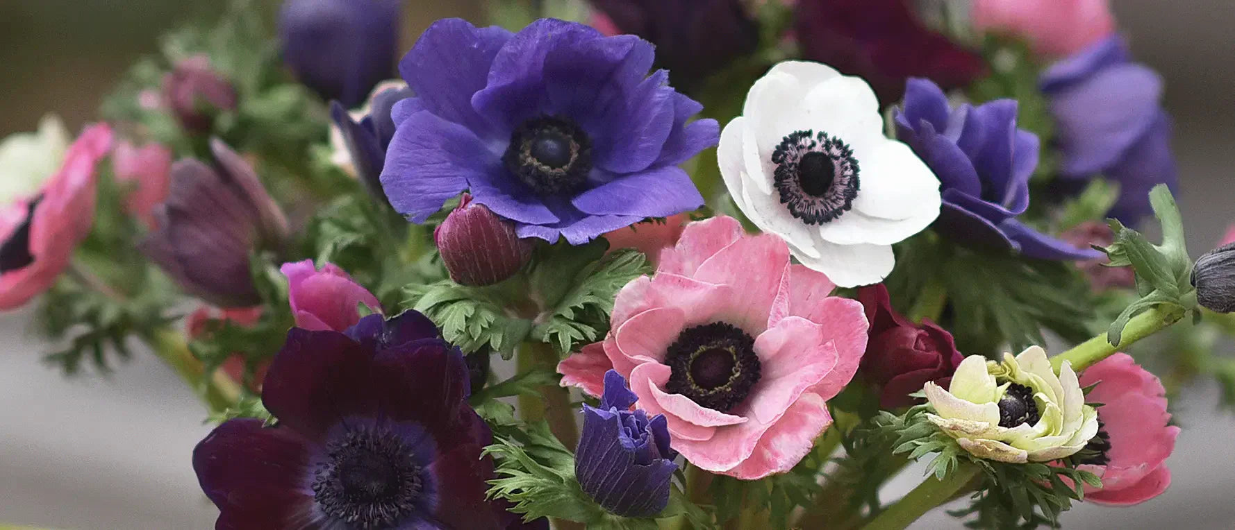 Anemoner i en vacker mix av färger. Anemoner är underbara snittblommor och vackra att blanda i buketter.