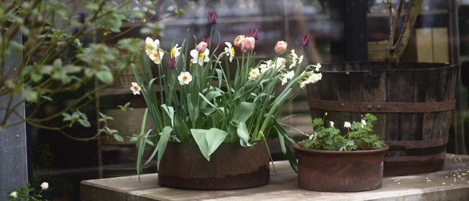 Sätt blomsterlök i kruka