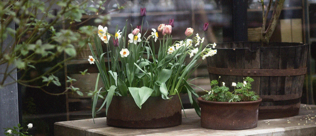 Sätt blomsterlök i kruka