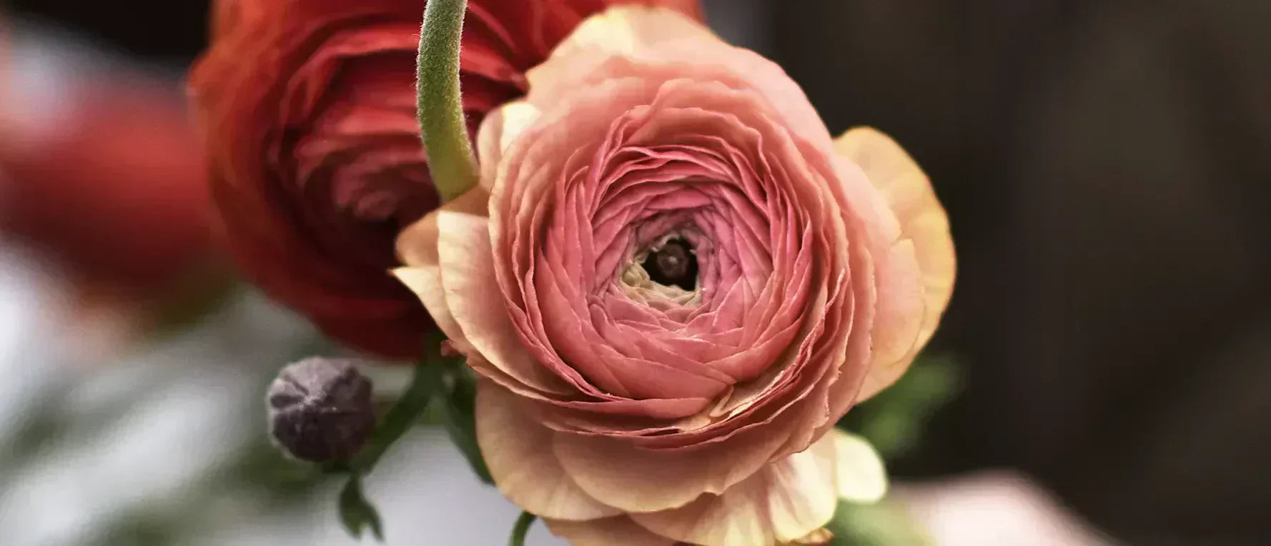 Ranunkel i rosa och orange, röd ranunkel i bakgrunden