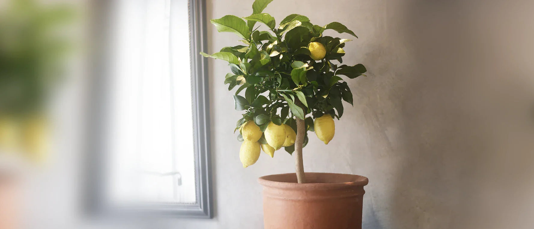 citronträd i kruka