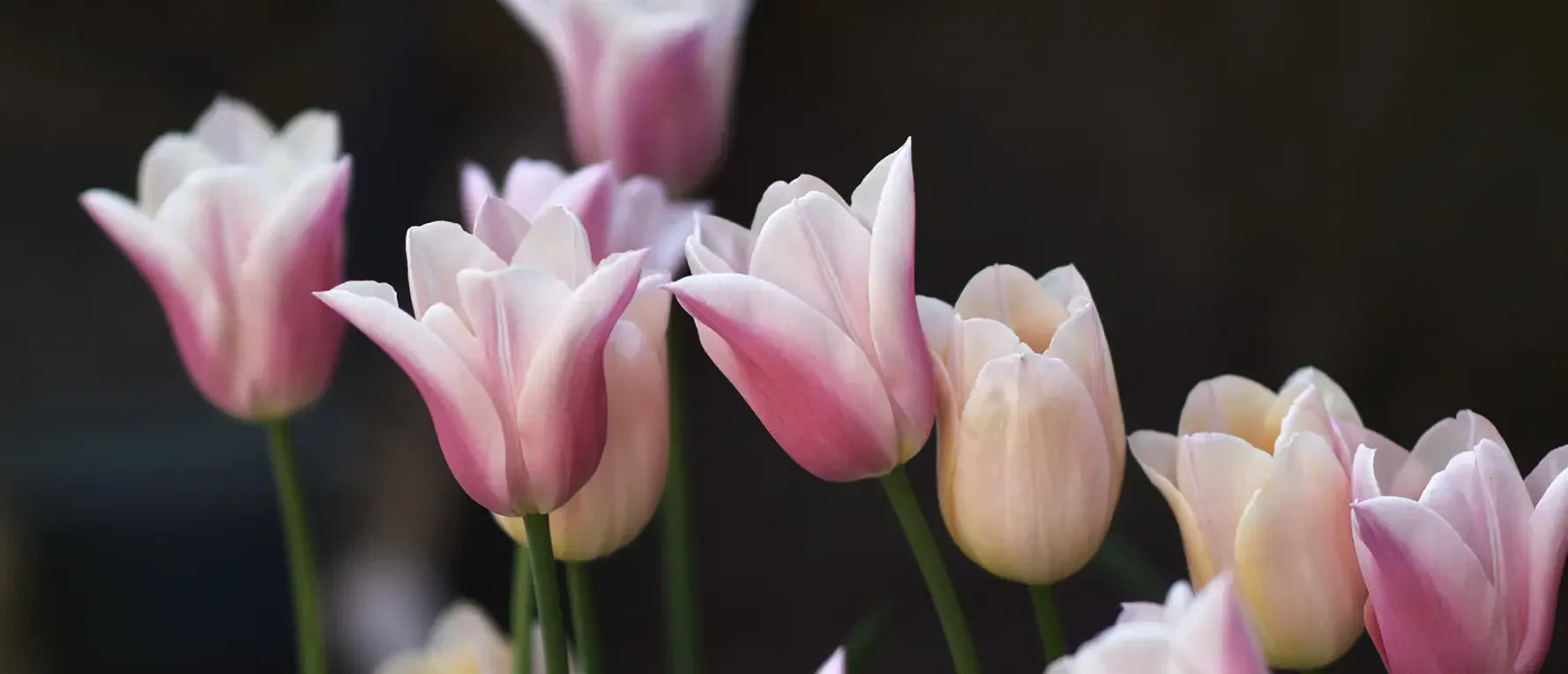 Tulpanen Sanne i vackra toner av periska och rosa. En av Zetas fleråriga tulpaner 