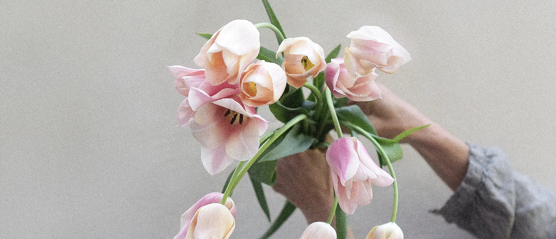 Vita och rosa tulpaner mot en grå bakgrund