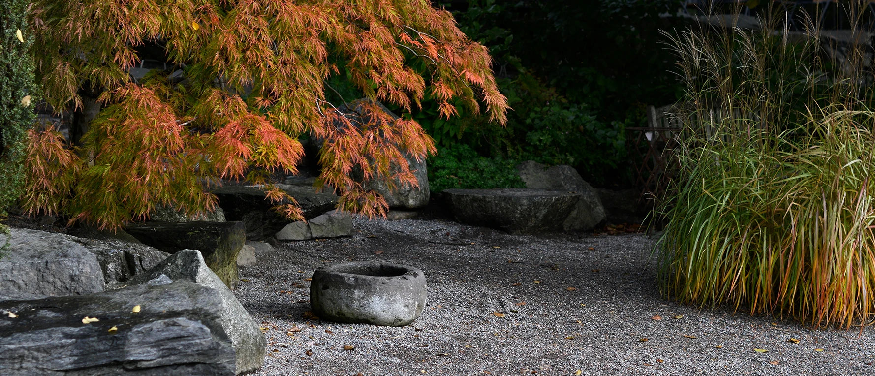 Plantering & skötsel av japansk lönn – Zetas Trädgård