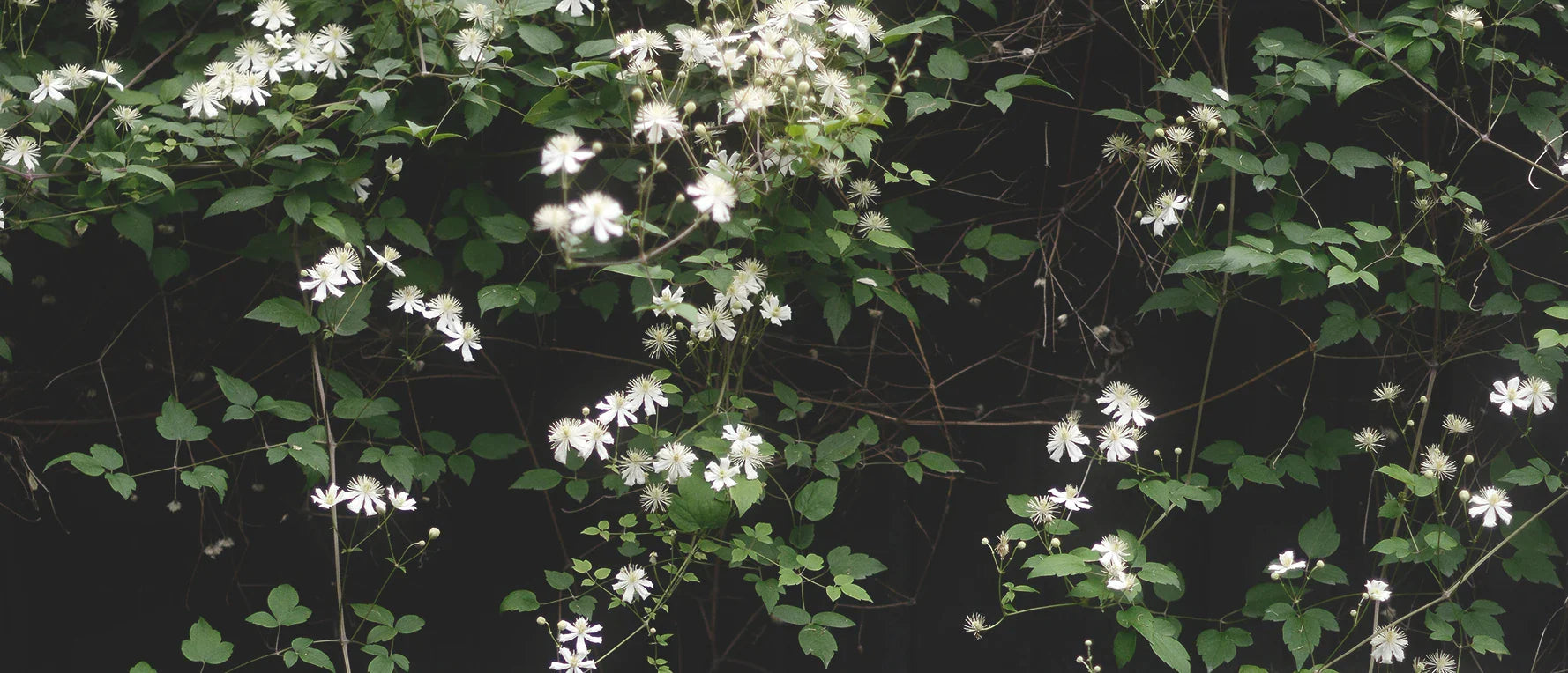 Plantera klematis - vår guide