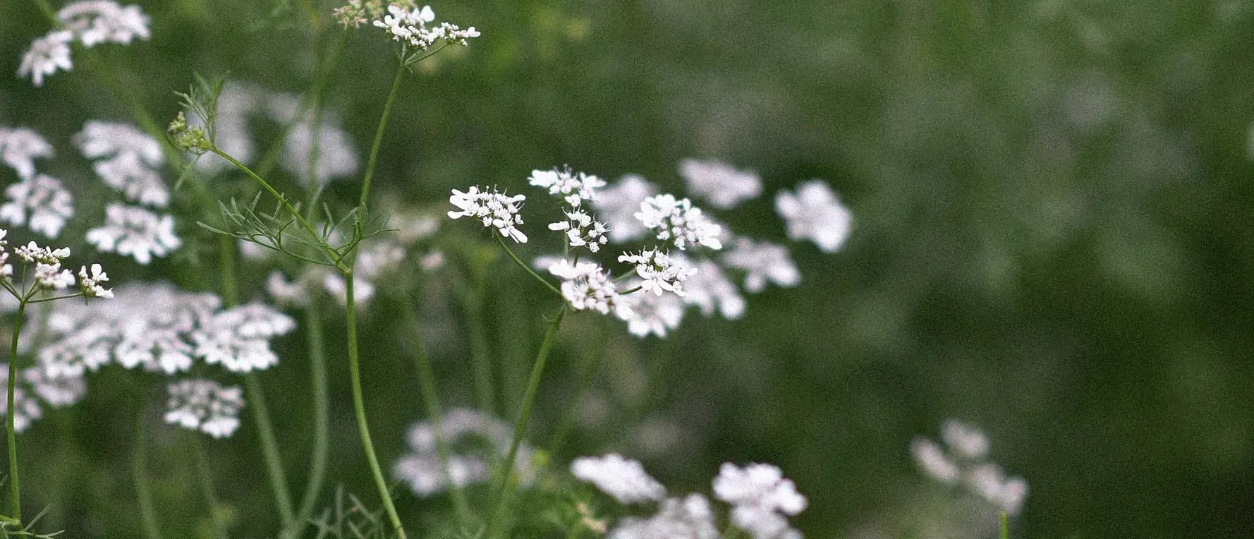 Korianderblommor och luktärter i en vas