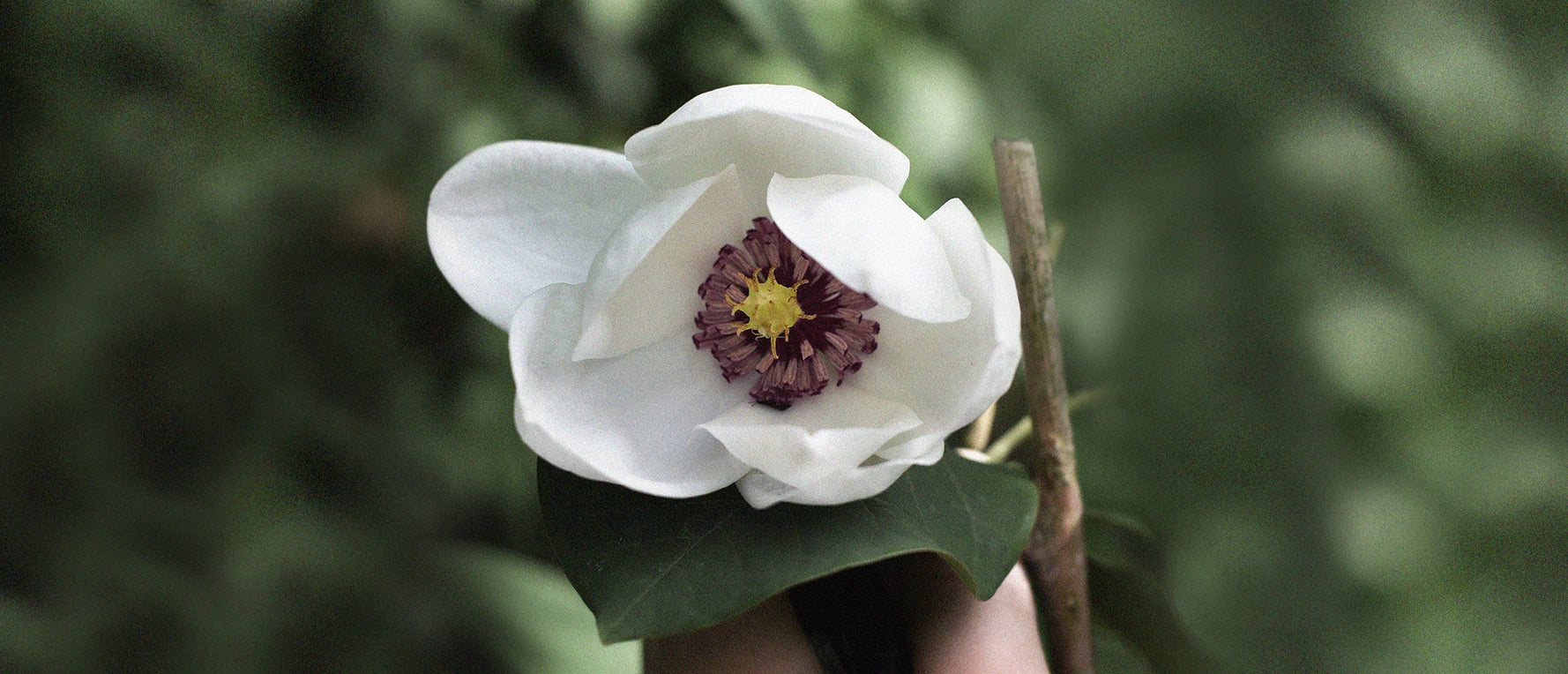 Plantering & skötsel av magnolia