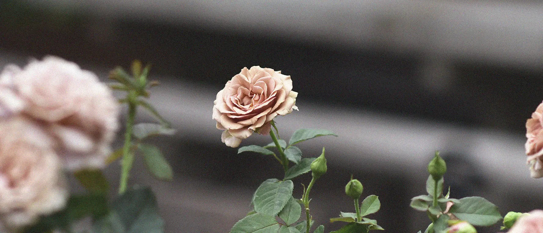 En vacker fylld ros i vitt 
