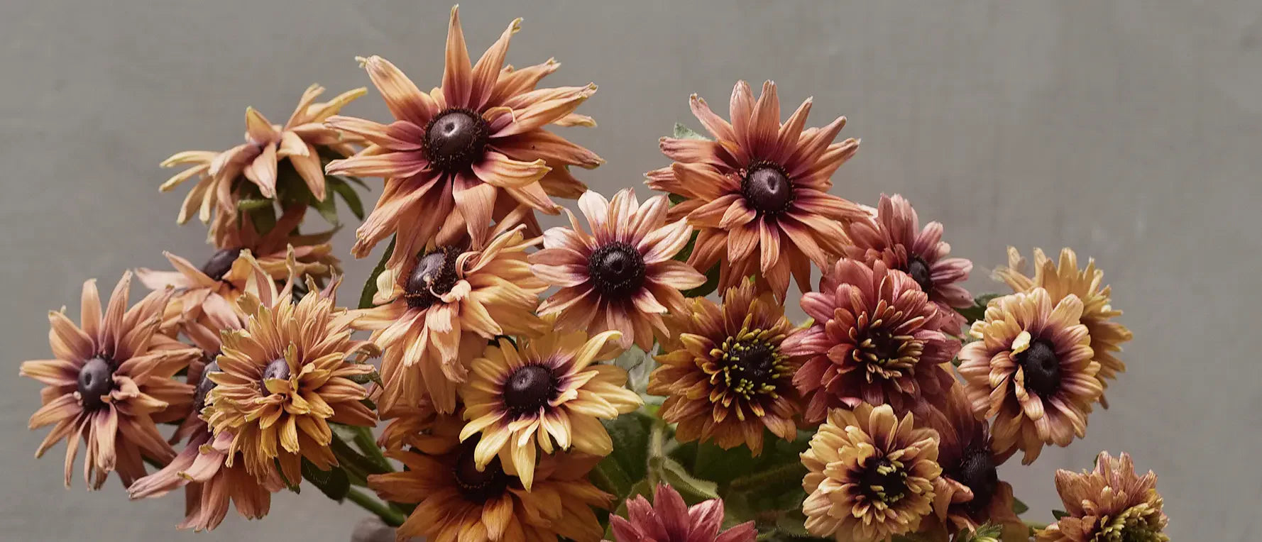 Rudbeckia som även kallas solhatt syns ofta i nyanser av gult orange och rosa