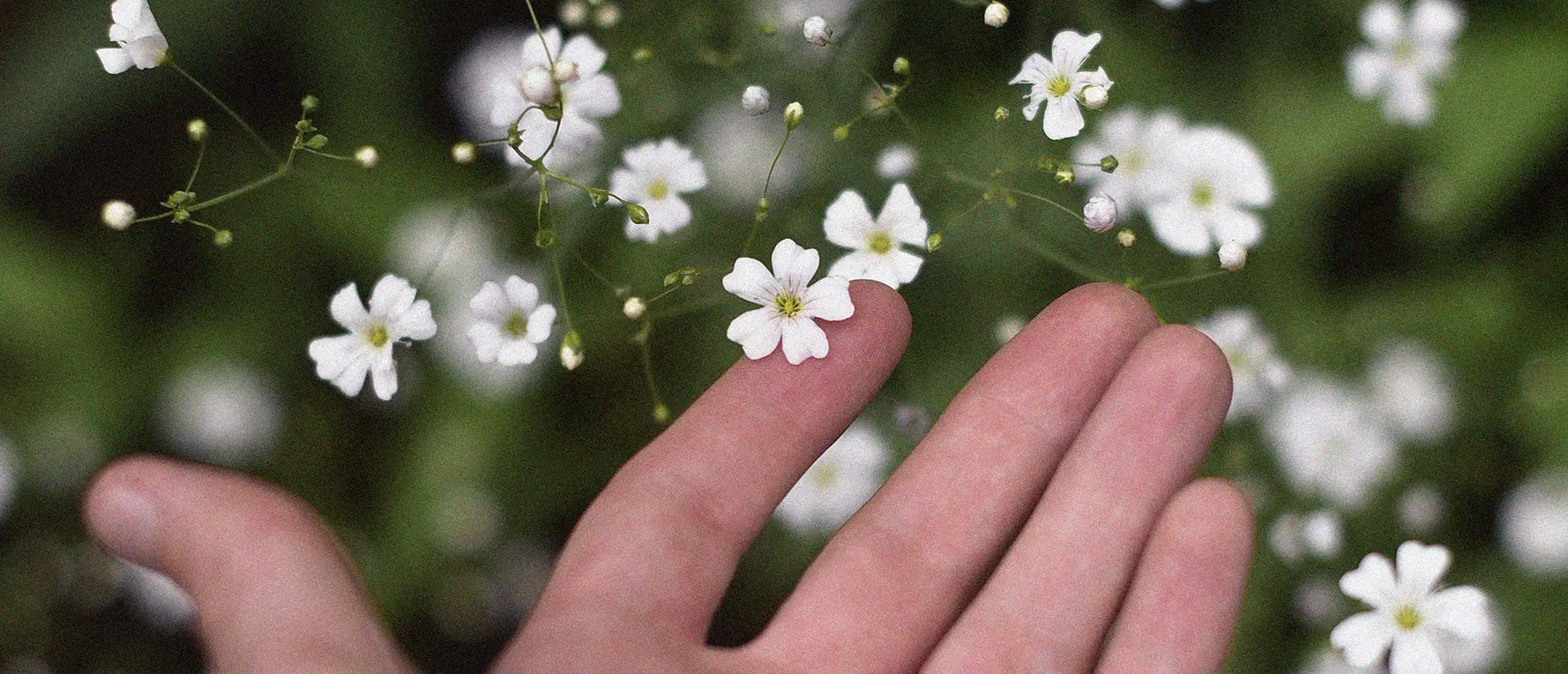 Hand med små vita blommor
