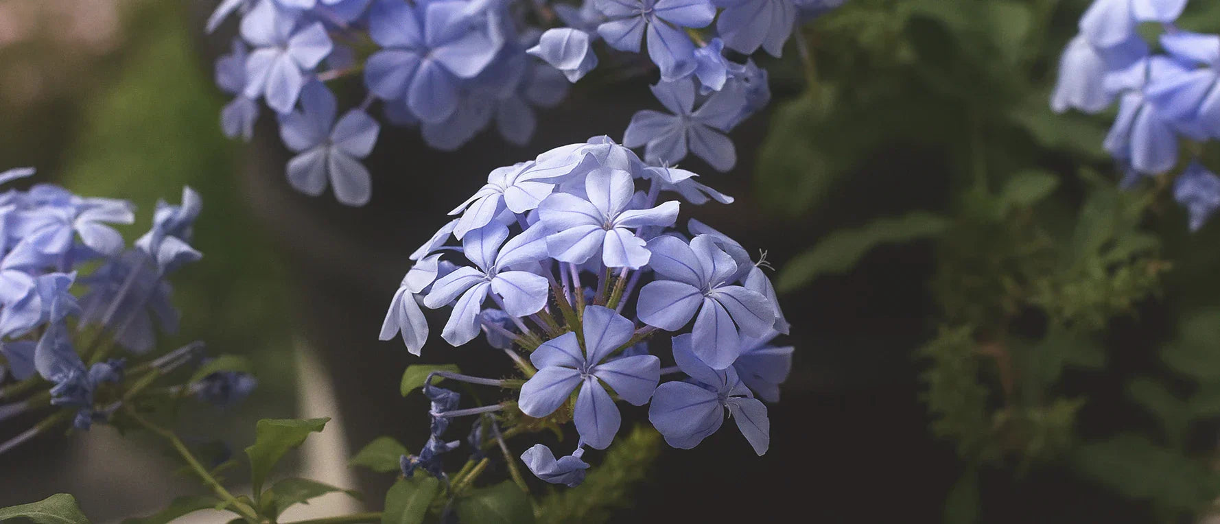 blyblommans blå blommor på nära håll