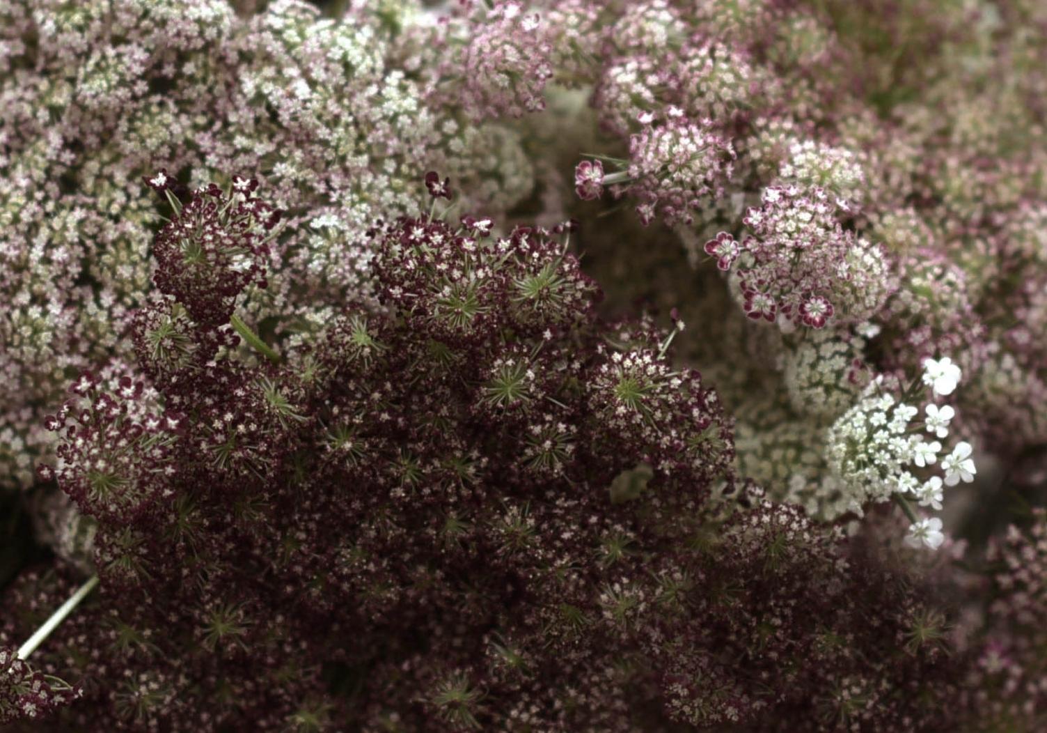 Odla blomstermorot