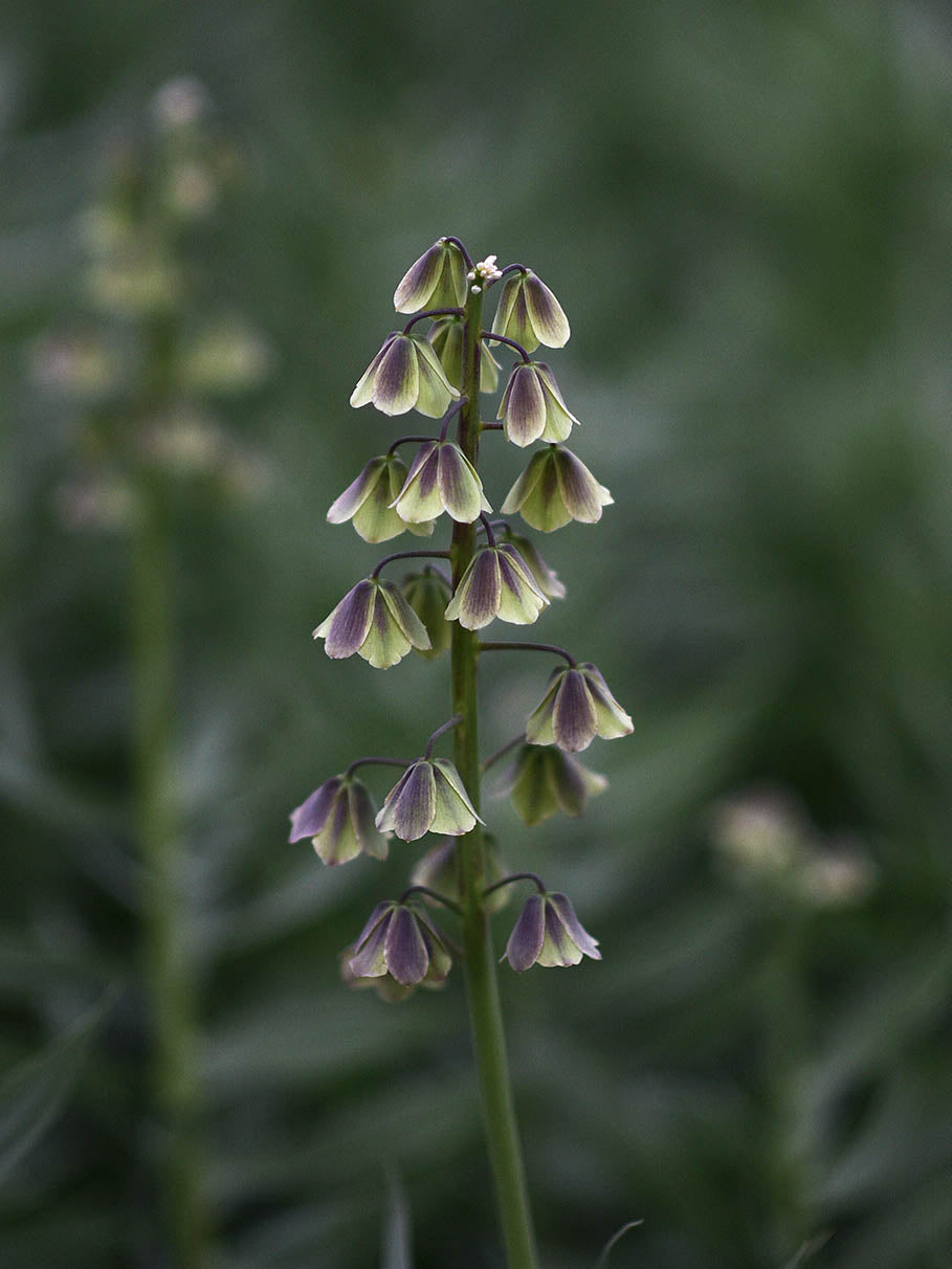 Fritillaria (Kungsängslilja & Kejsarkrona)
