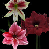 Amaryllismix Röd 3st