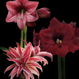 Amaryllismix Röd 3st