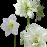 Amaryllismix Vit 3st