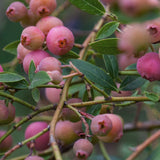 Amerikanskt blåbär 'Pink Lemonade'