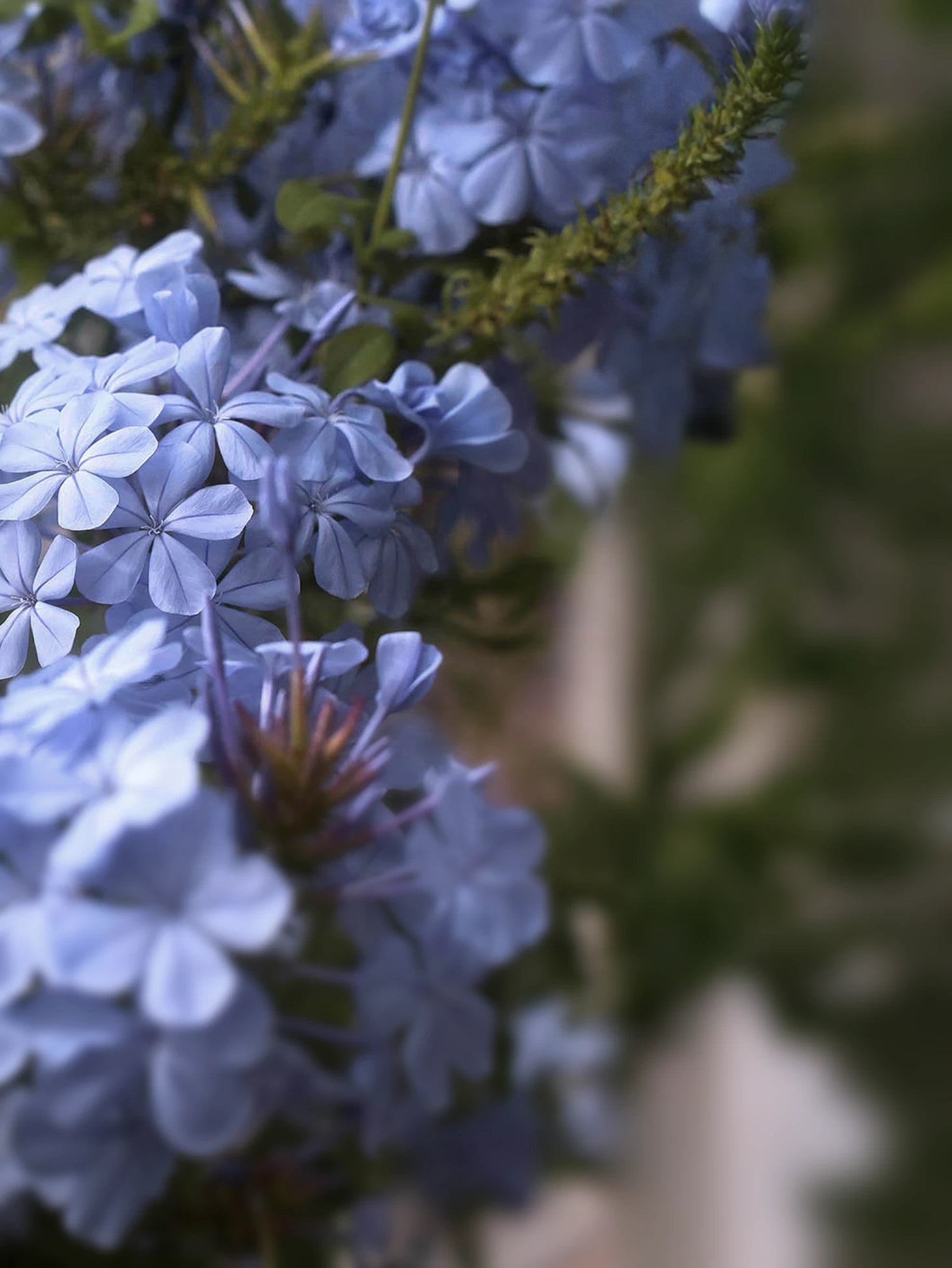 Färgprakt & lång blomningstid