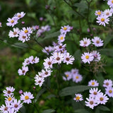 Balsamaster 'Harry Smith'