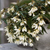 Begonia 'Santa Barbara'