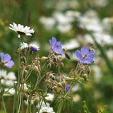 Blomstermix 'Northern Lights'