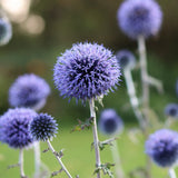 Bolltistel 'Veitch's Blue'