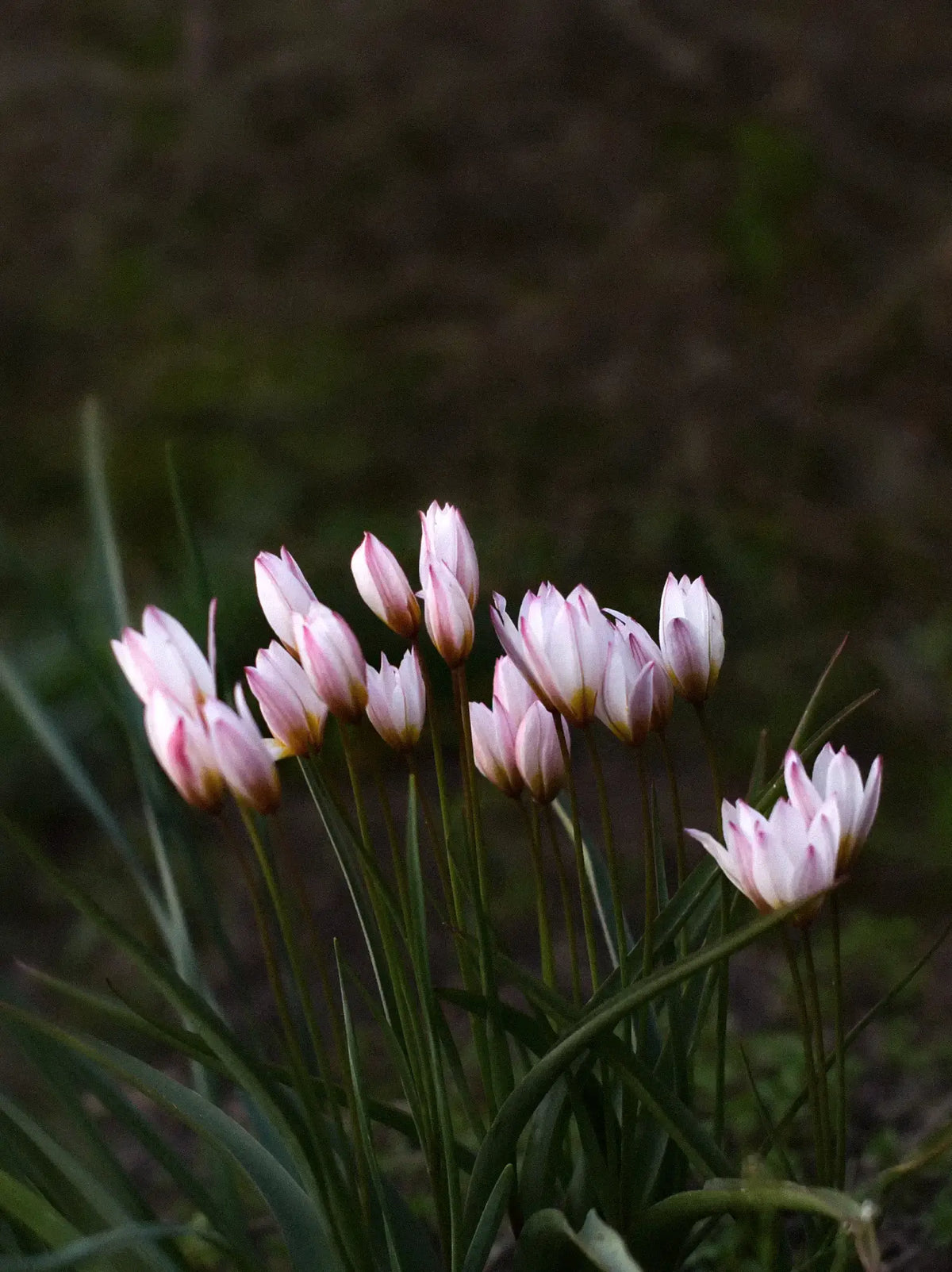 BOTANISKA TULPANER