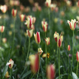 Vildtulpan ‘Chrysantha’