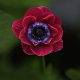 Bukettanemon 'Bordeaux'