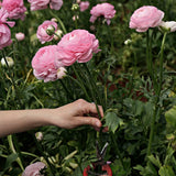 Bukettranunkel Aviv Picotee 'Rooze'