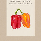 Chilipeppar 'Habanero Tropical'