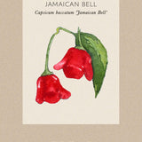 Chilipeppar 'Jamaican Bell'