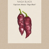 Chilipeppar 'Naga Black'