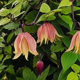 Atragene-klematis 'Dusky'