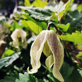 Atragene-klematis 'Pointy'