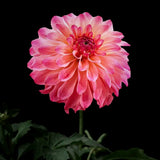 Dahlia 'Belfloor'