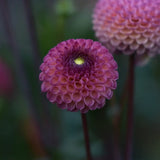 Dahlia 'Isabel'