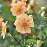 Dahlia 'Kelsey Ann Joy'