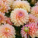 Dahlia 'Kick Off'