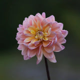 Dahlia 'Princess Elisabet'