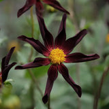 Dahlia 'Verrone's Obsidian'