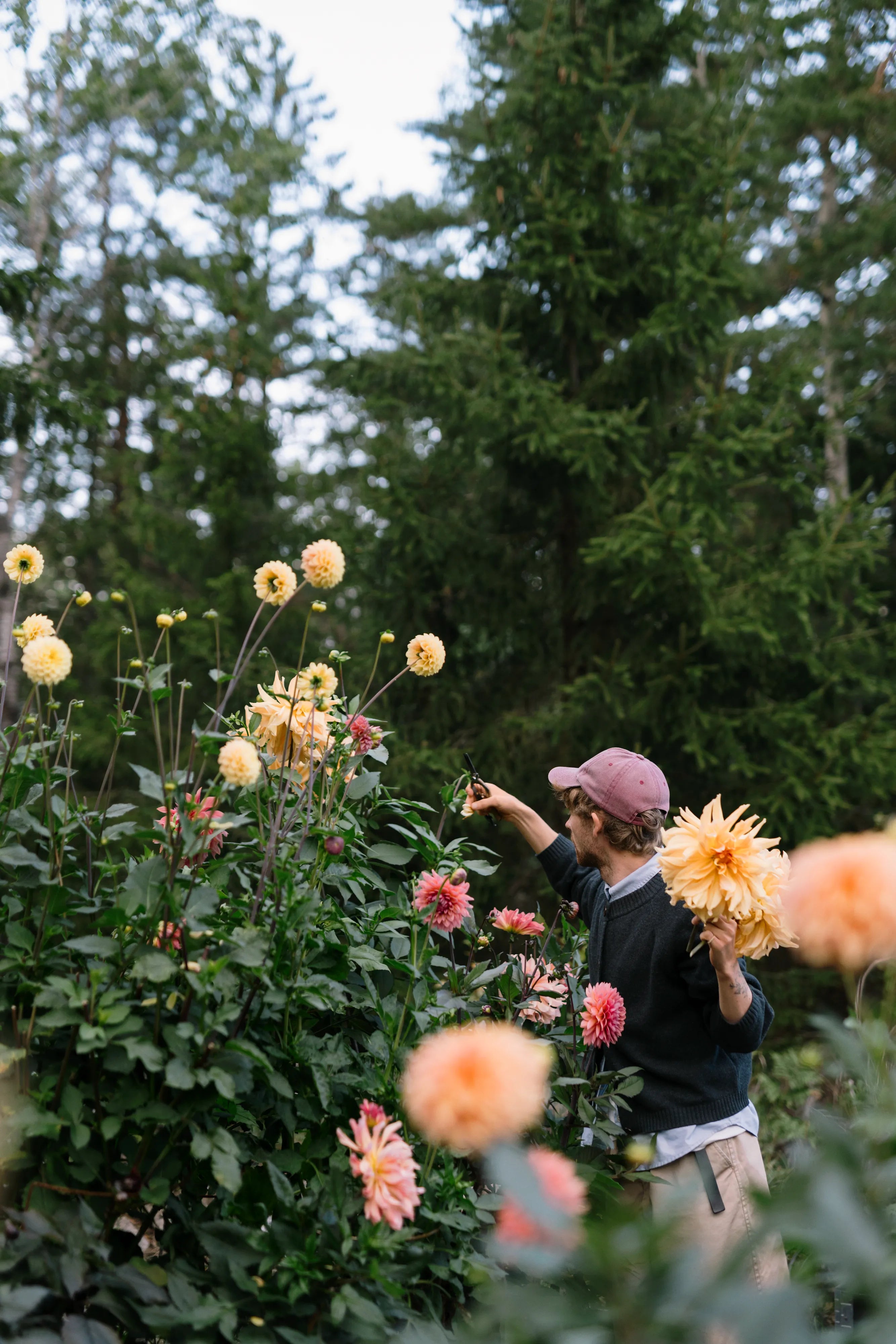25% på alla dahlior
