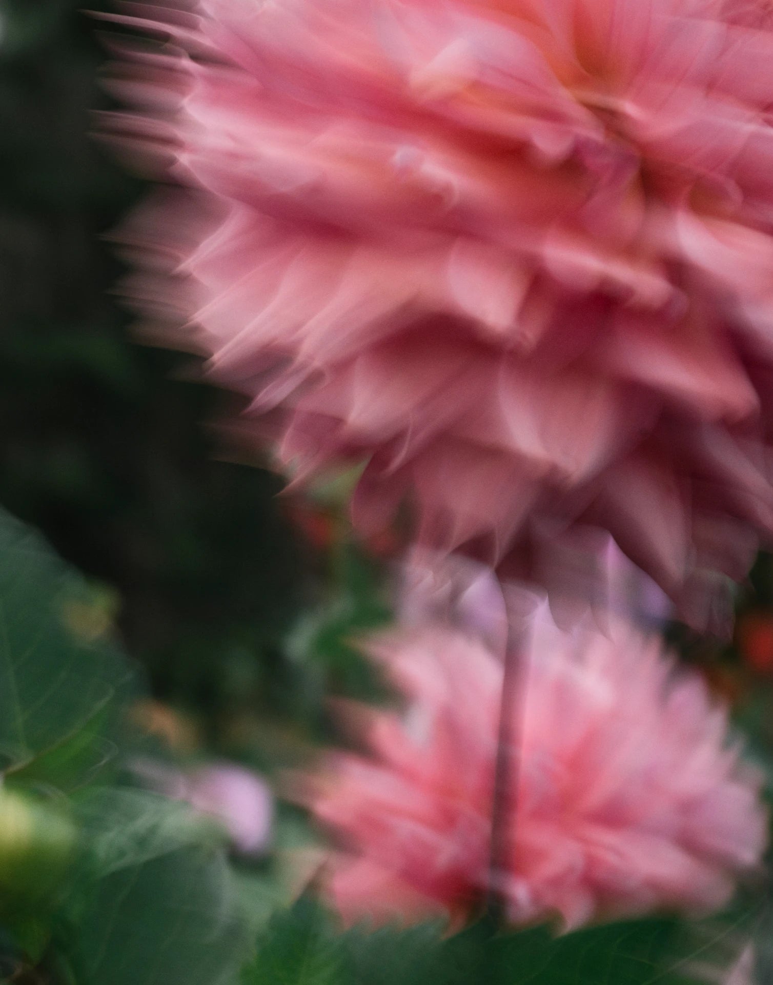 Dahlior upp till 50%