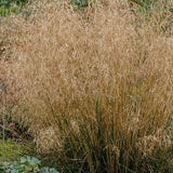 Tuvtåtel 'Goldtau'